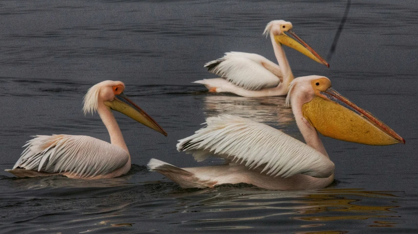 three pelicans are in the water with their tails spread out