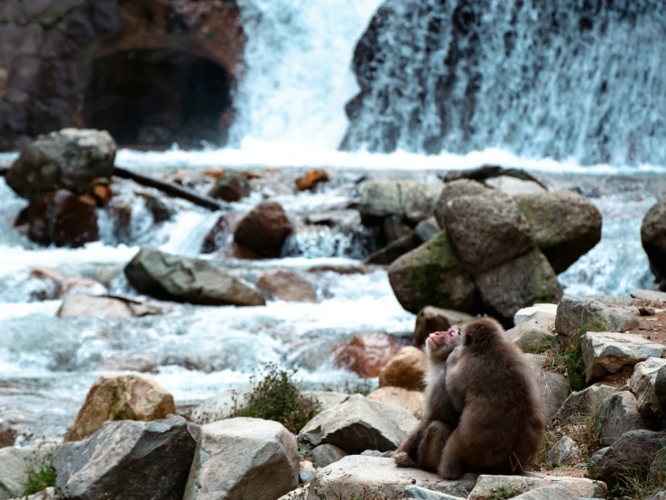 a monkey is sitting on the rocks near a waterfall