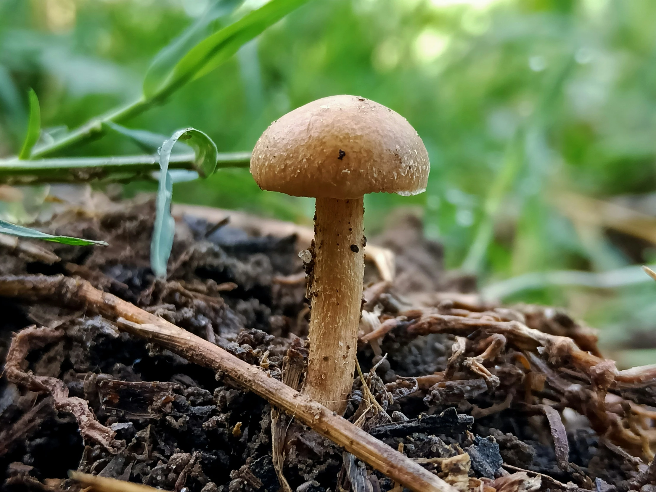 there is a mushroom in the ground by some weeds