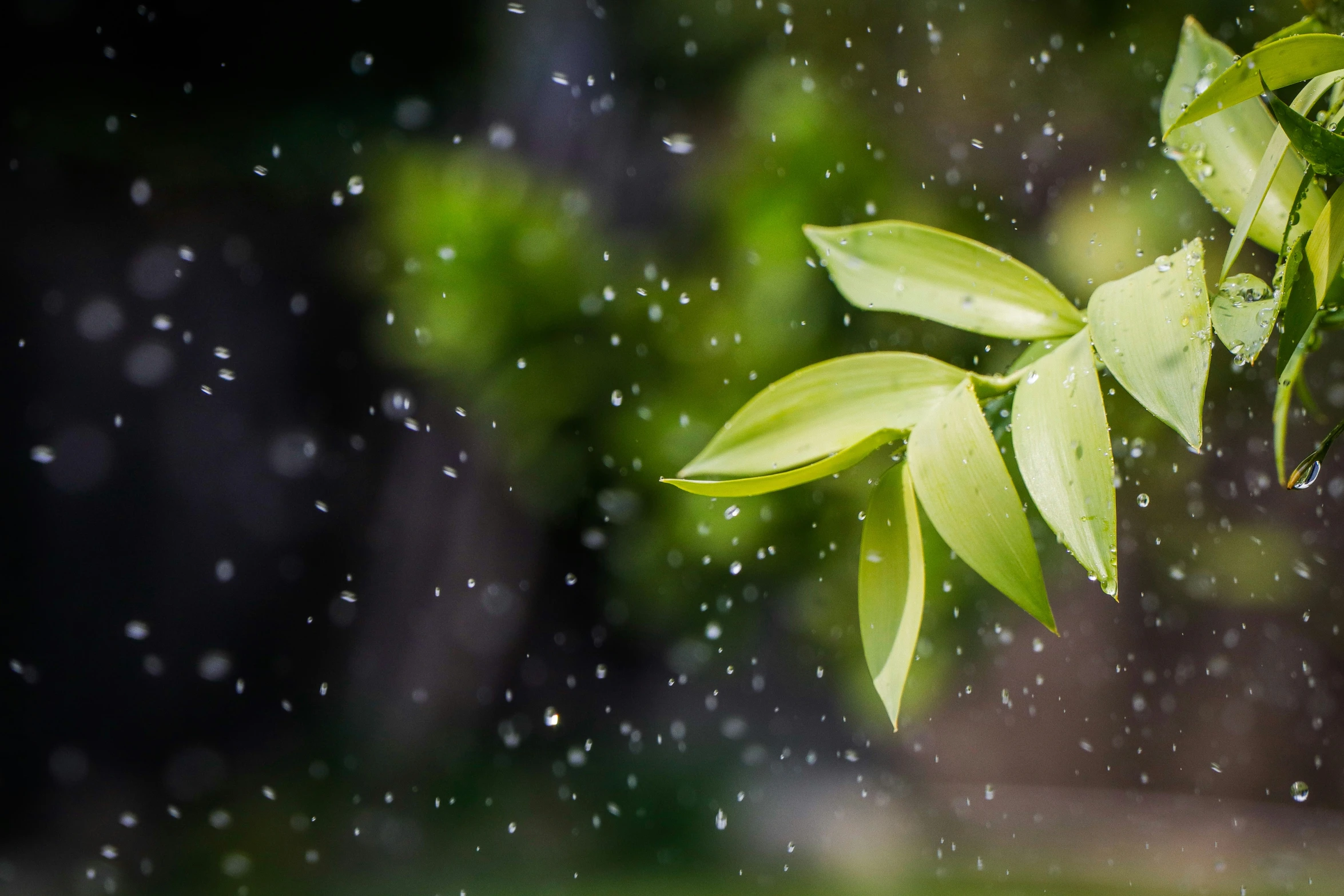 leaves are seen in the rain as it begins to fall