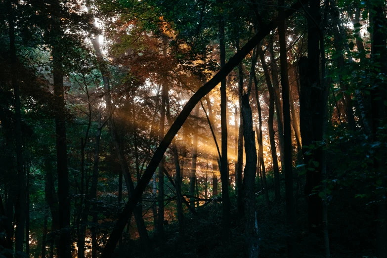 sunlight streams through a forest, while fog rolls over them