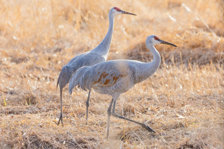 two birds are standing together in the grass