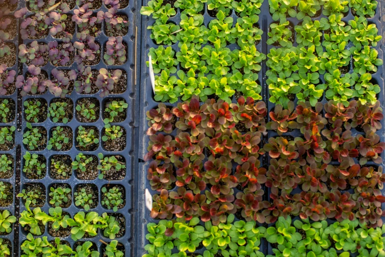 a large collection of plants grown together in baskets