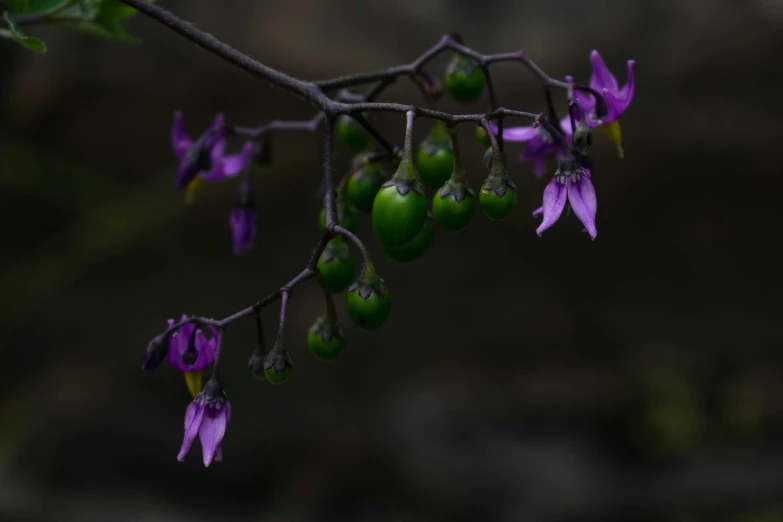 purple flowers with green stems on the tree