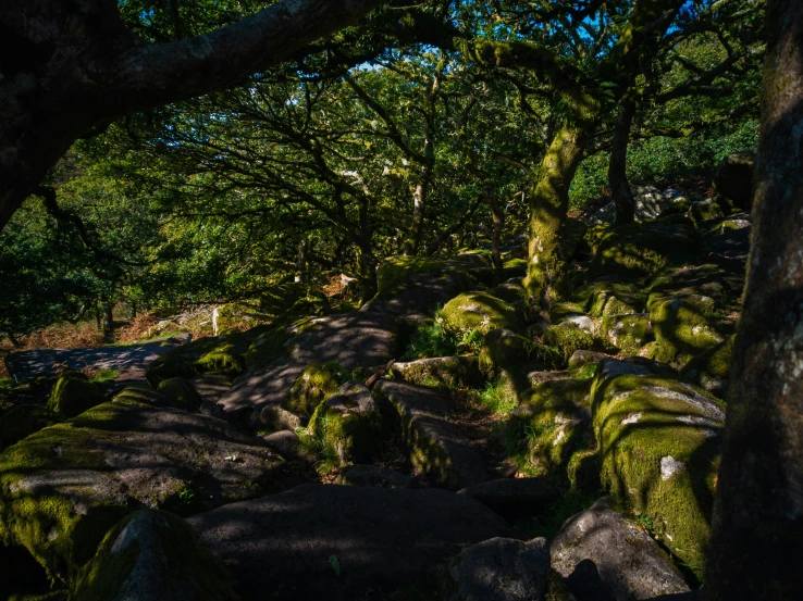 moss covered rocks cover the trail leading to an area of trees