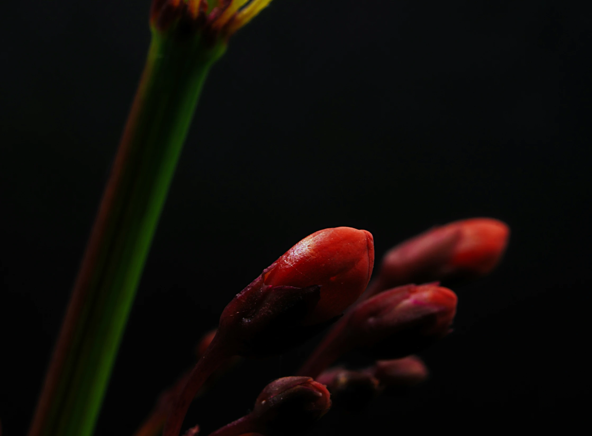 a flower with red petals is on black