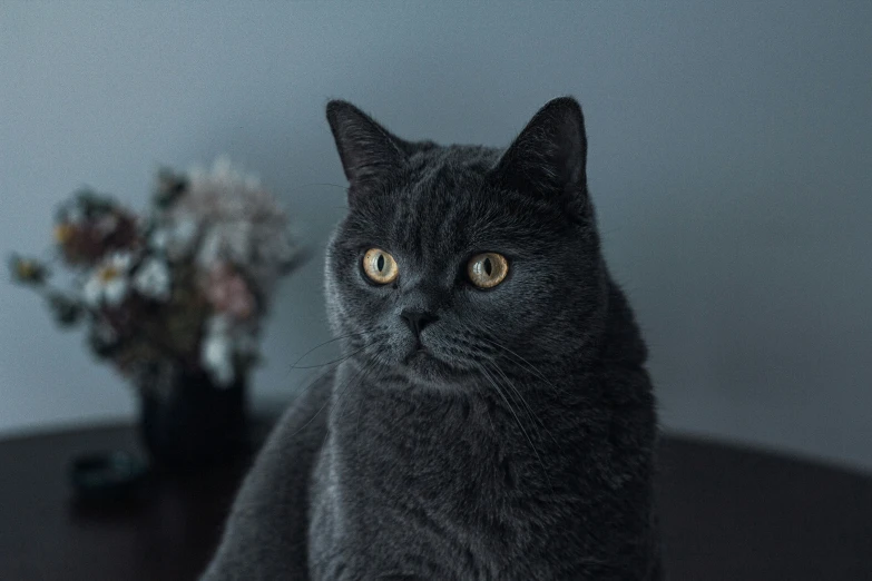 the gray cat looks off into the distance