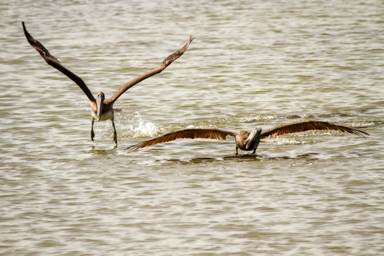 two large birds swimming in a lake with each other