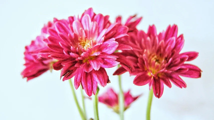 pink flowers stand out in the po, with white background