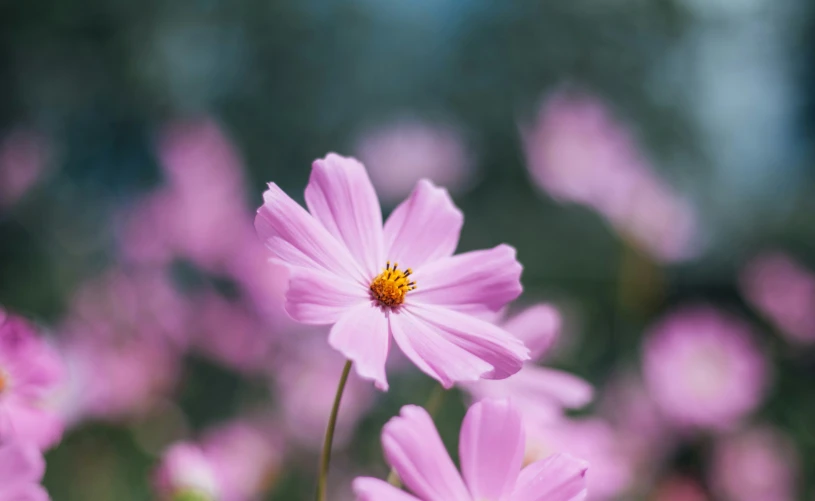 some pink flowers in the middle of a field