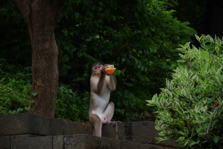 a monkey holding an orange slice and eating fruit