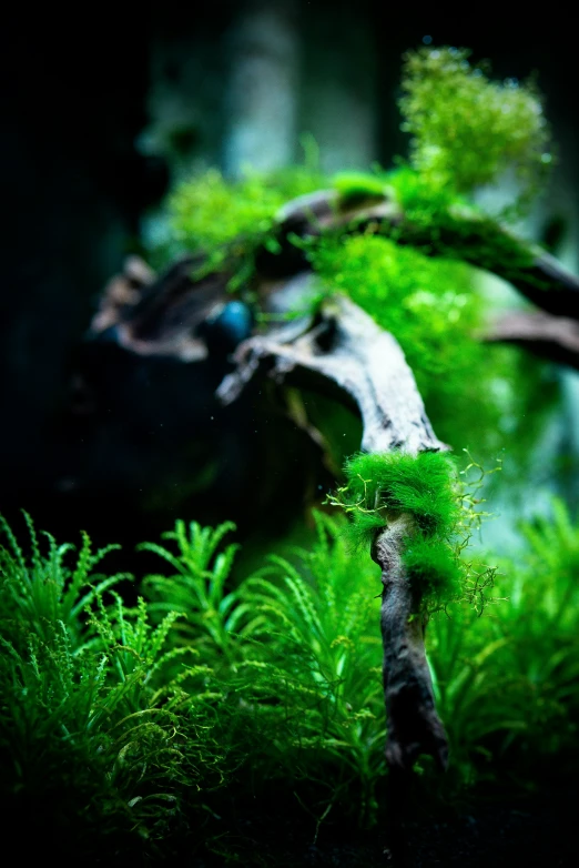 a close up of moss growing inside of a fish tank