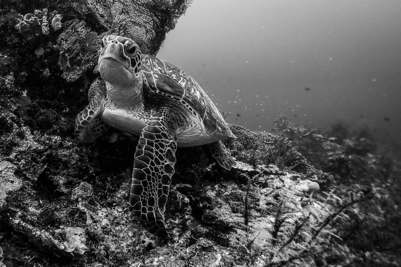 an image of a turtle swimming under water