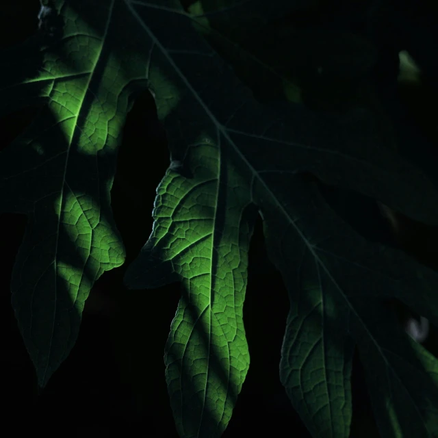 a large leaf with green leaves and a black background
