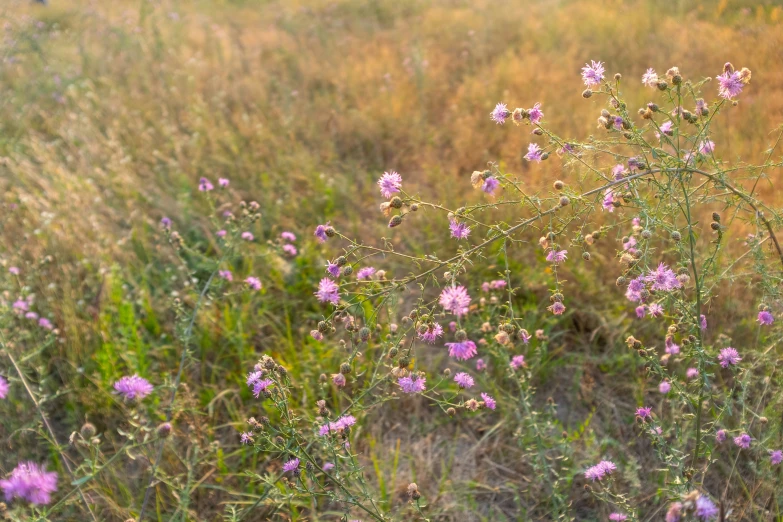 small pink flowers and tall grass in a field