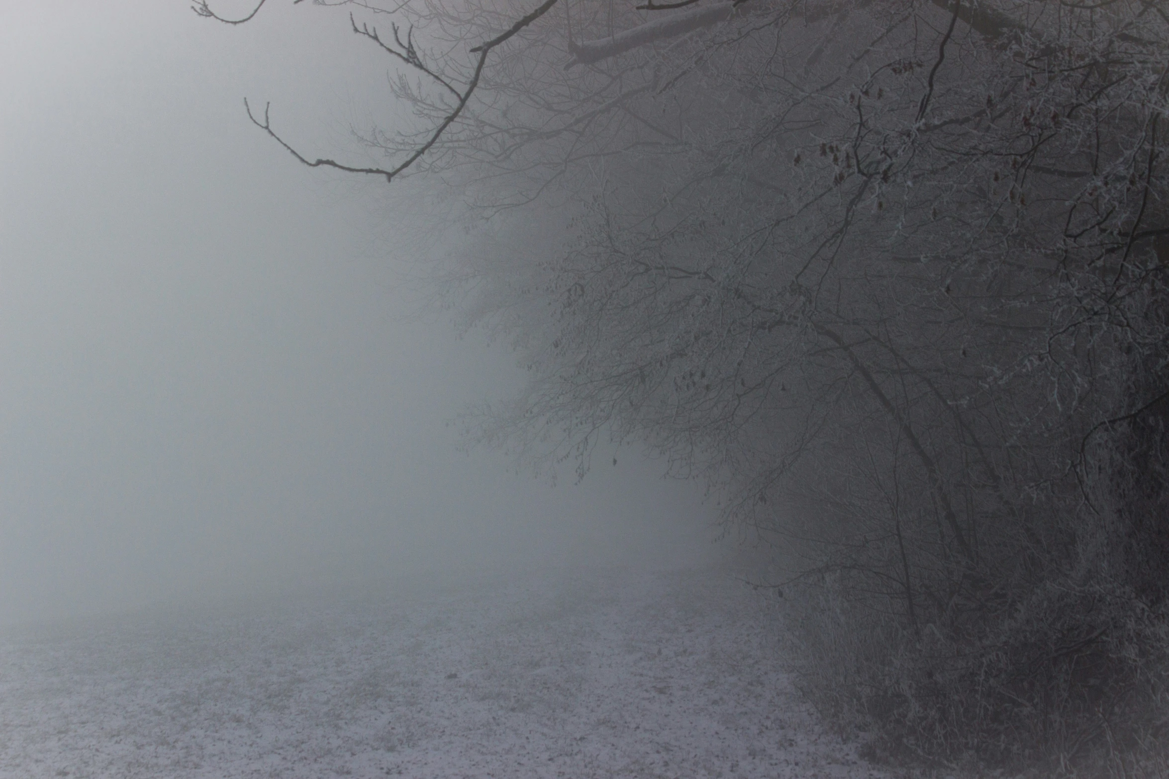 a snowy road near some trees in the fog