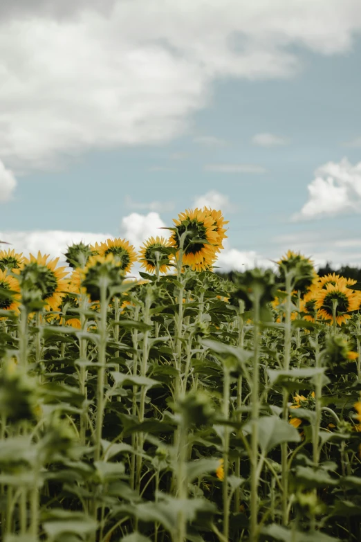 a field full of sunflowers under a cloudy sky