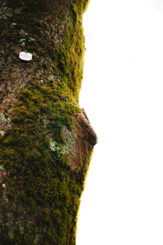 the tree looks like a moss covered face