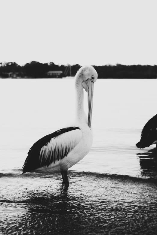 a pelican in the water with a long beak