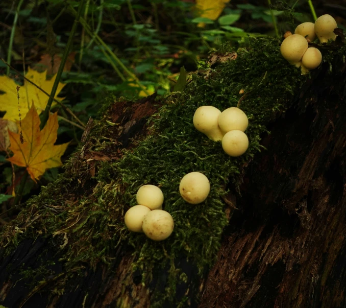 some mushrooms are laying on the side of a tree