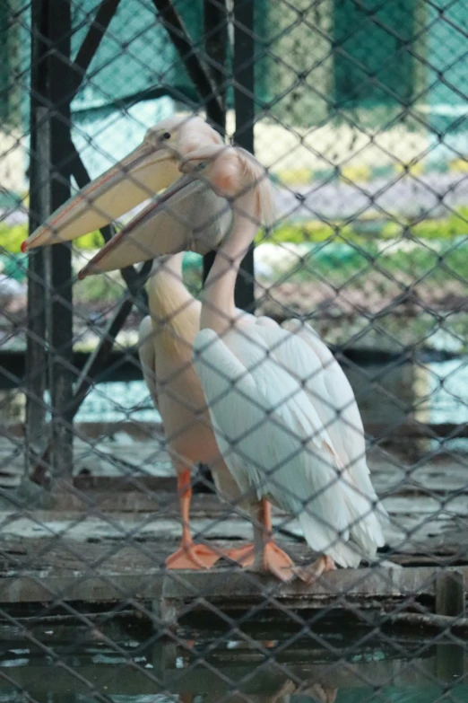 an animal that is looking at the water