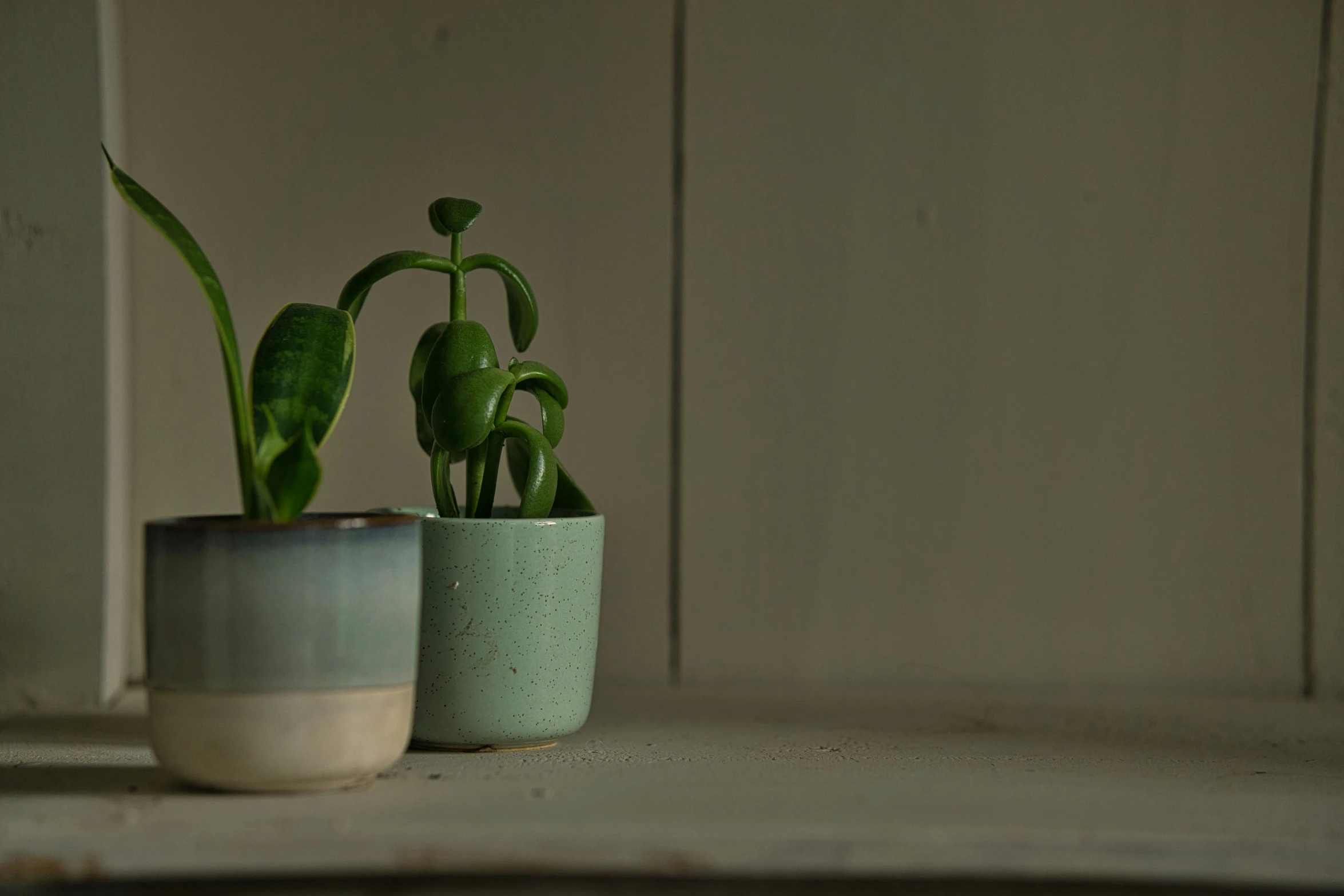 the green plants are on the counter near the wall