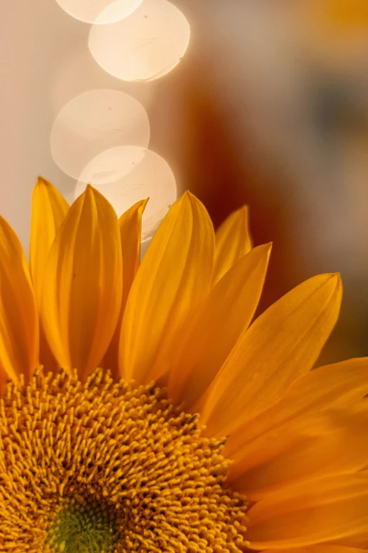 a large yellow flower sitting in front of a window