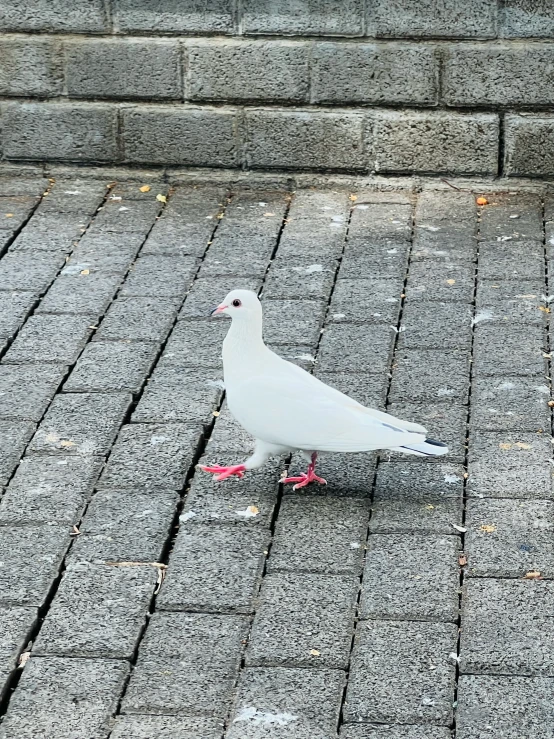 a bird standing in the pavement by itself