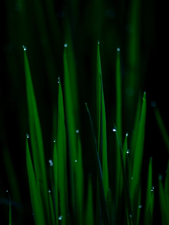 a close up of grass with water drops on them