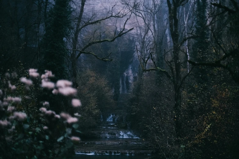 a path in the woods during winter season