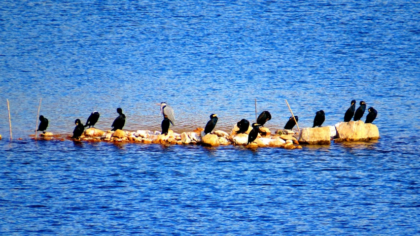 a long row of black birds sitting on rocks in the water