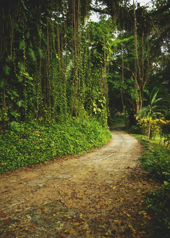 dirt path in tropical forest with lush vegetation