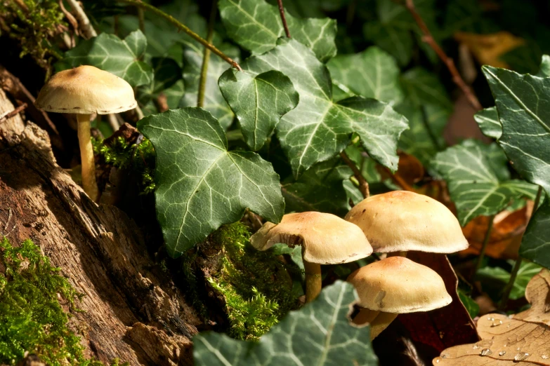 several mushrooms are growing on the side of a tree