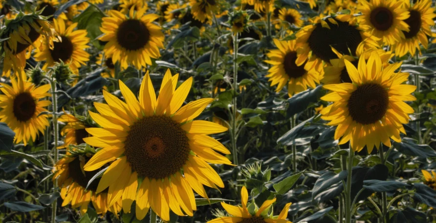 there are many sunflowers standing in the field together