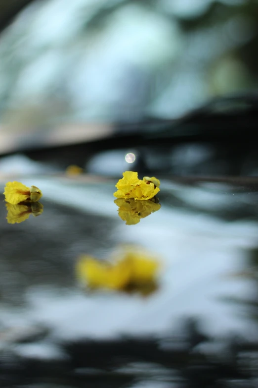 the reflection of a yellow flower in a dle of water