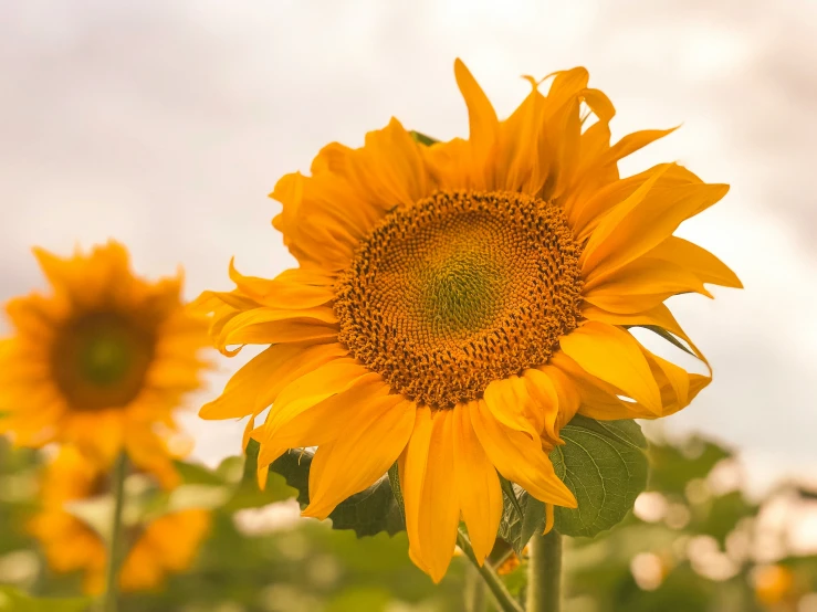 a closeup of a sunflower with its petals out