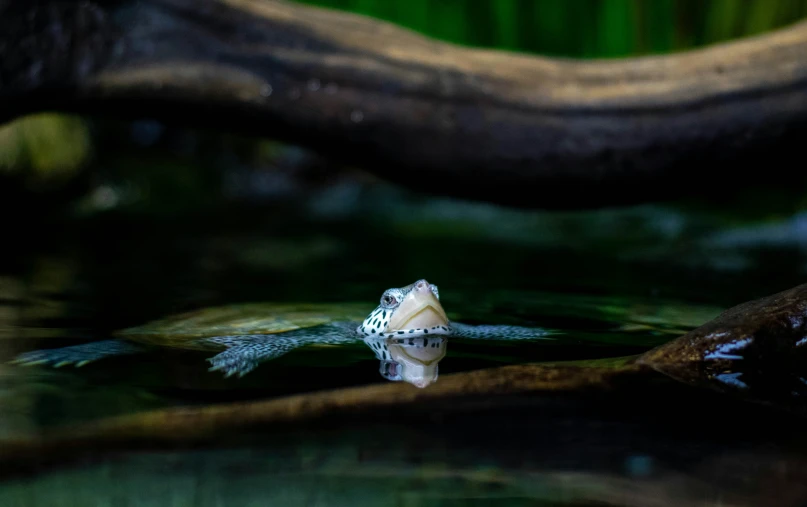 an animal swimming in the water near a tree nch