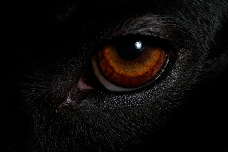 a close up po of the eyes of a cat
