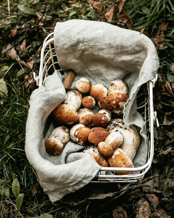 mushrooms in a bag and on the ground