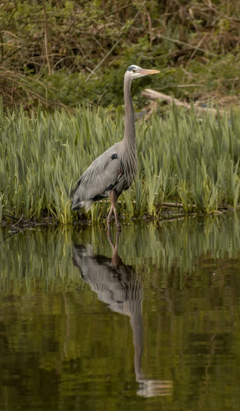 a grey bird with long legs walks along water