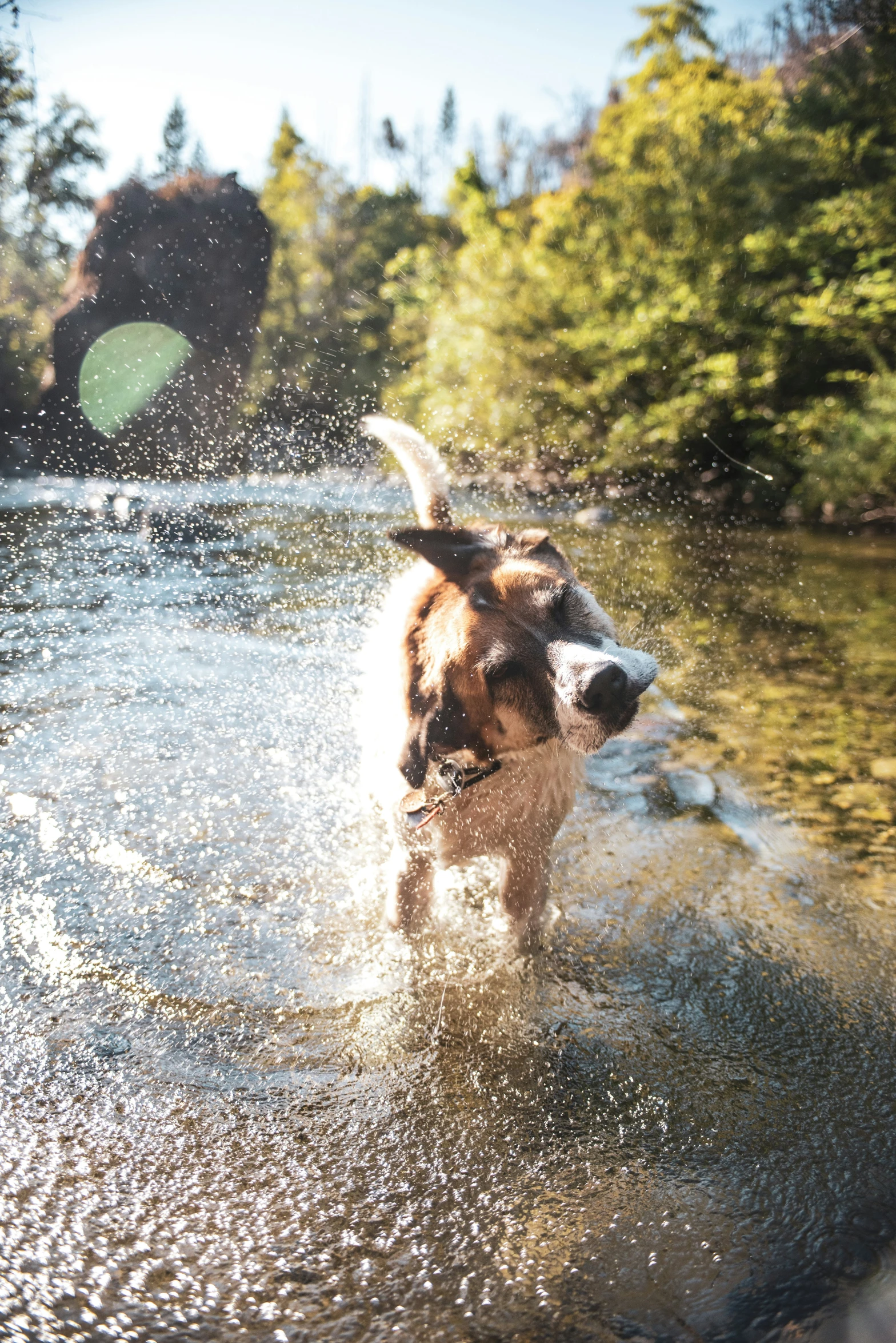 a dog is running in the water that has a frisbee in it's mouth