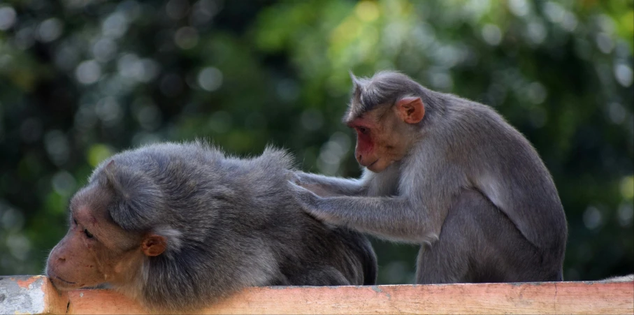 two monkeys sitting on top of a wooden wall