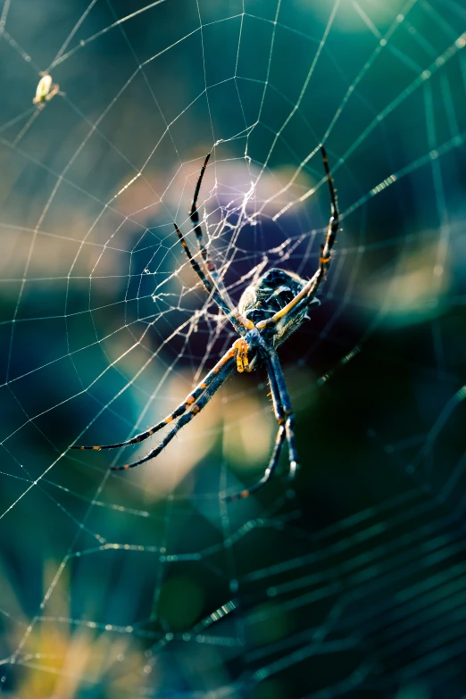 a spider sitting on a web in a garden