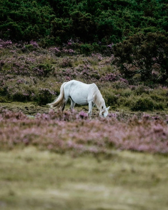 white horse eating grass and wild flowers in the country