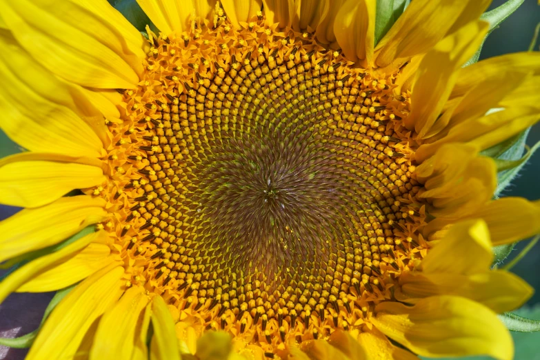 a large sunflower standing next to an electric fence