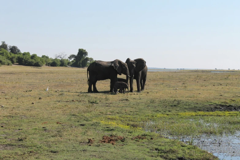 three elephants and two baby elephants on the plains