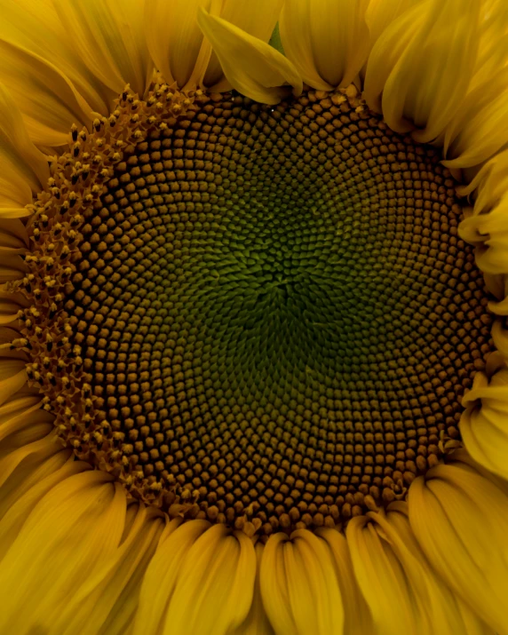 a sunflower showing the center and green center