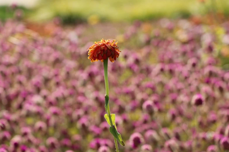 a single blooming orange flower with pink flowers in the background