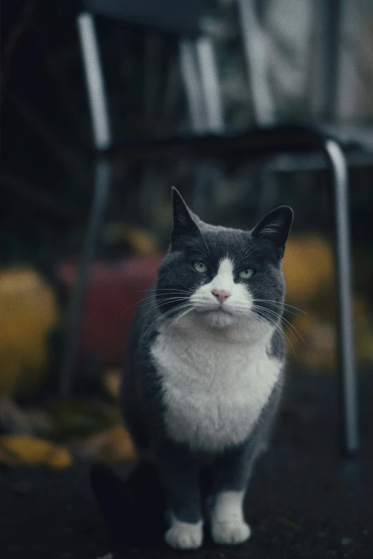 a cat is sitting in front of a chair