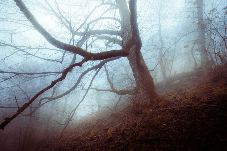 a tree in a foggy, spooky forest
